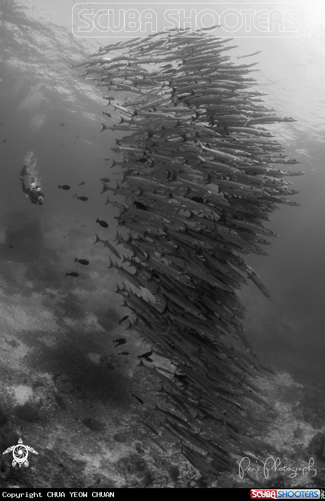 A Barracuda