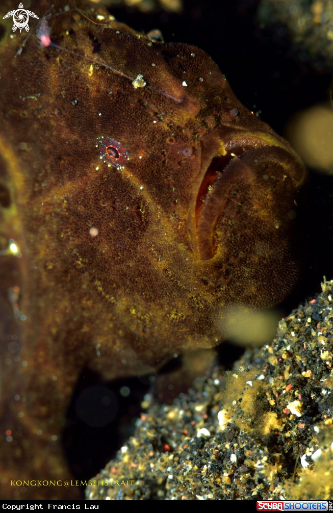 A Frogfish 