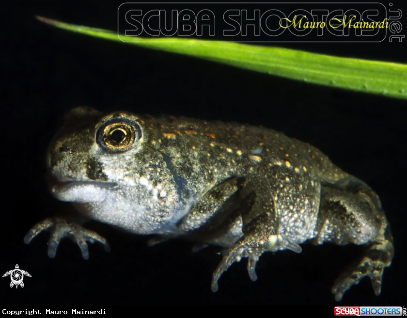 A Frog