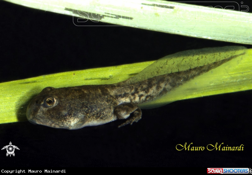A Tadpole