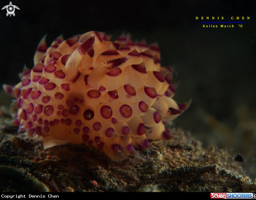 A Nudi