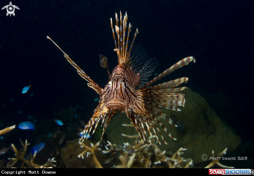 A Lionfish