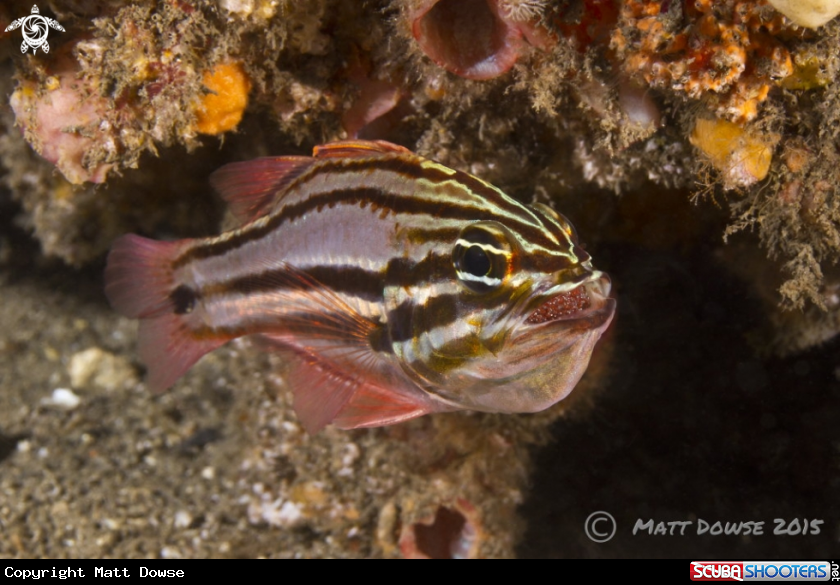 A Sydney Cardinafish