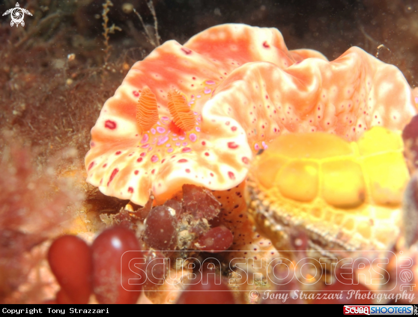 A Short-Tailed Ceratosoma