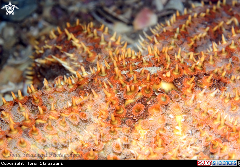 A Eleven-armed sea star