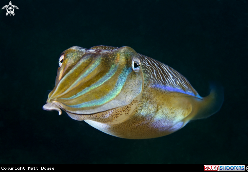 A Cuttlefish