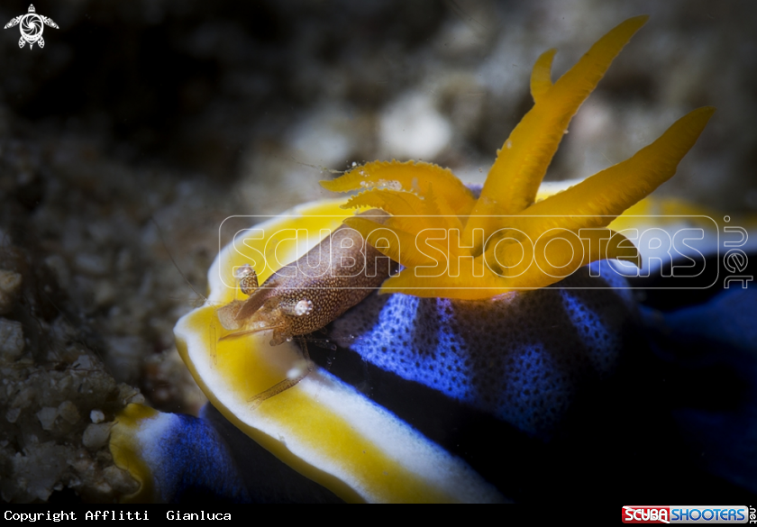 A shrimp end nudibranch