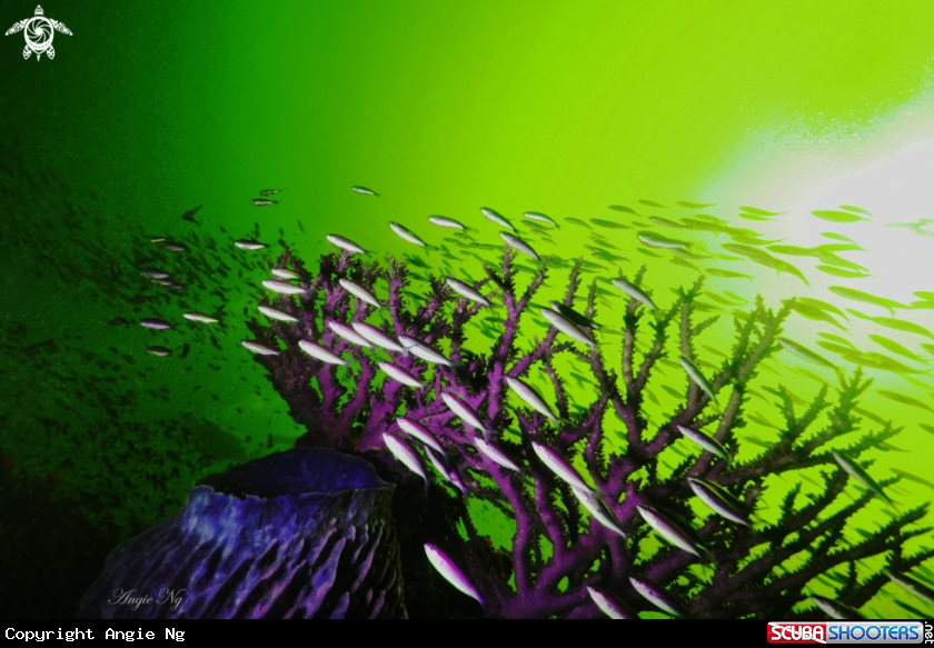 A Coral