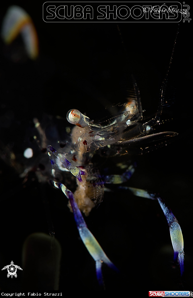 A Anemone shrimp