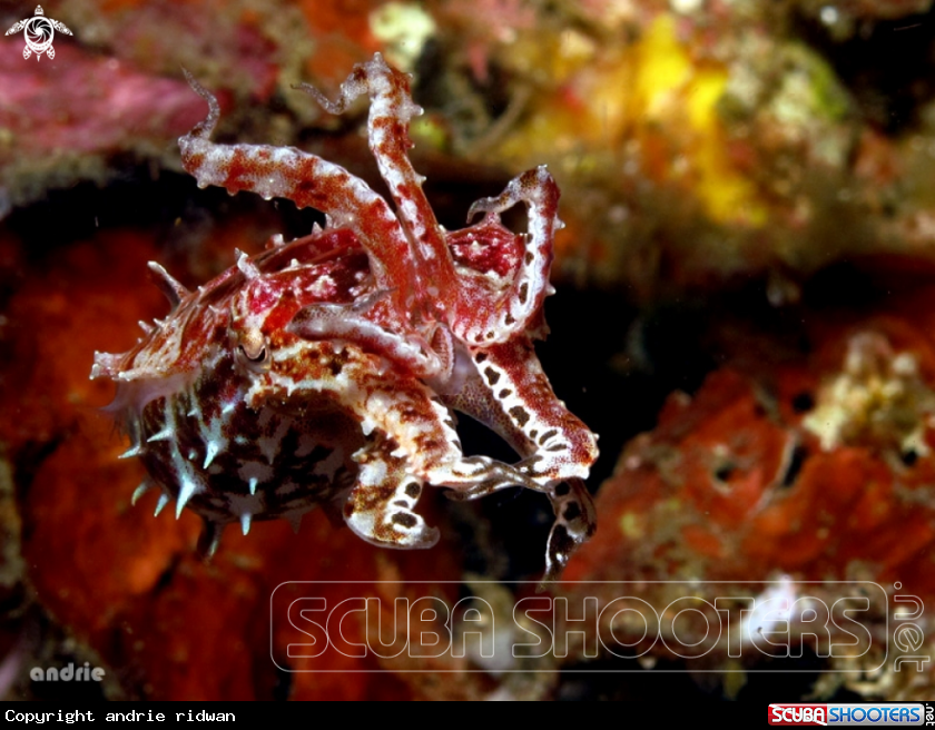 A Pygmy cuttlefish
