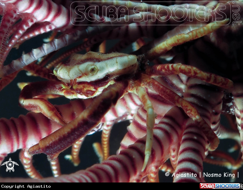 A Hexagon Crinoid Crabs