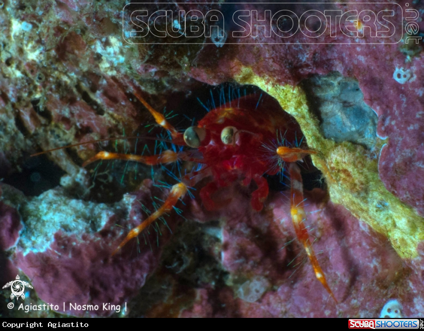 A Olivar's squat lobster