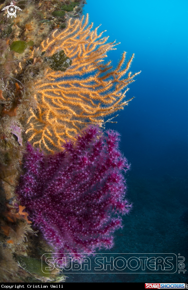 A Paramuricea with Eunicella