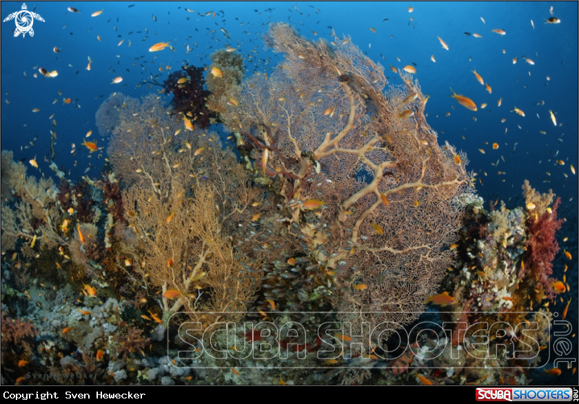 A marine life