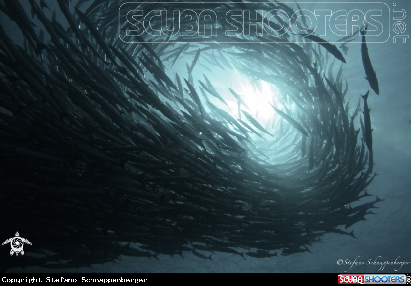 A underwater creature
