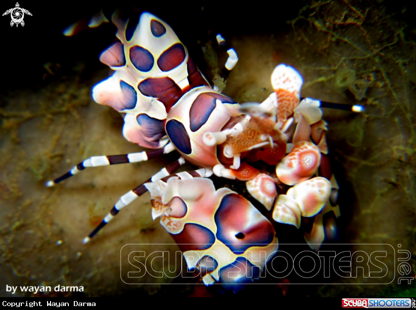 A Harlequin 