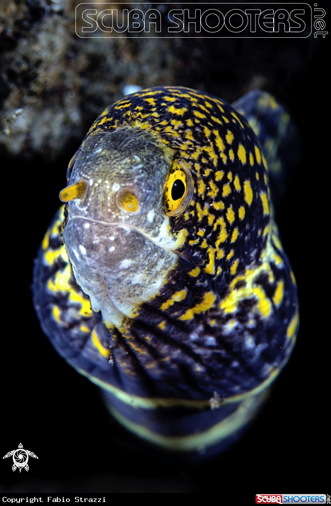 A Snowflake moray eel