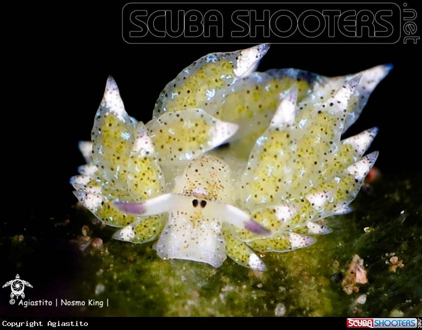 A Shaun the Sheep Nudibranch