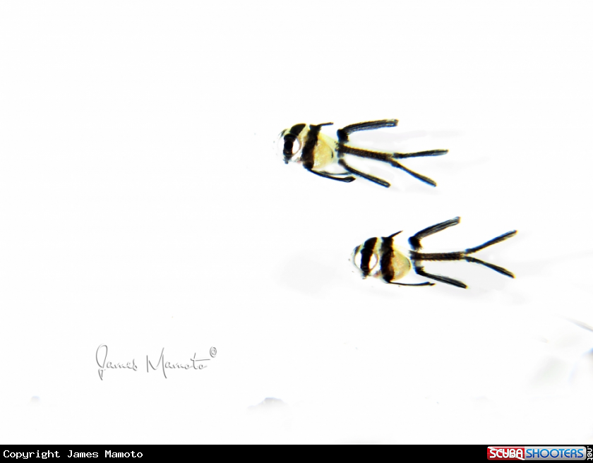A Banggai Cardinal