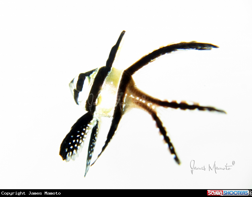 A Banggai Cardinal