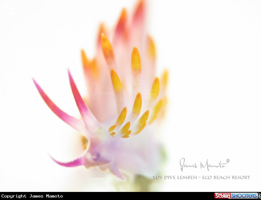 A Nudibranch