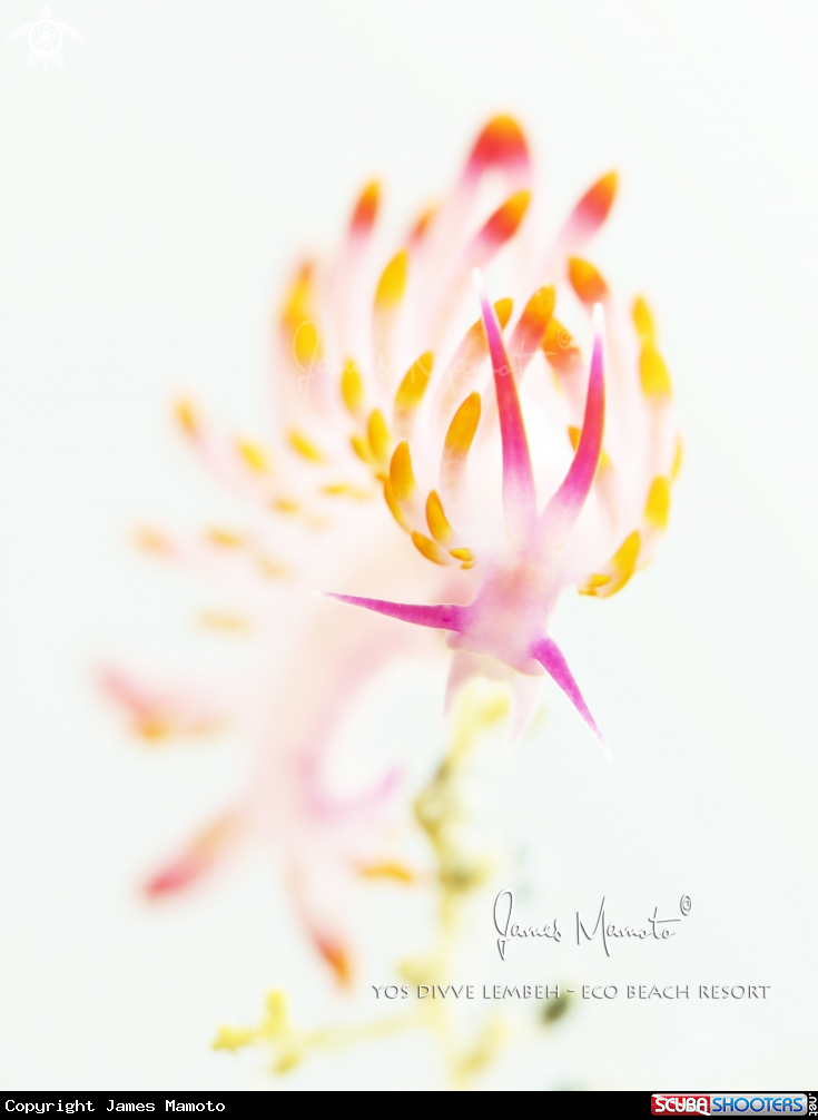 A Nudibranch