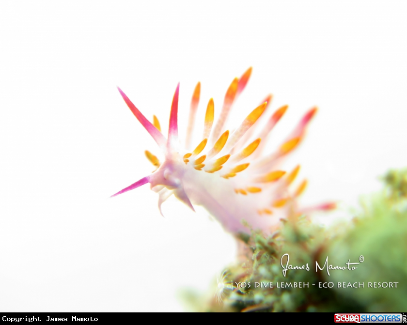 A Nudibranch