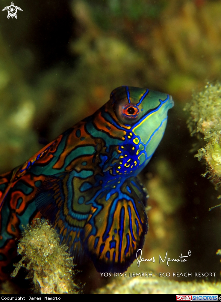 A Mandarin fish