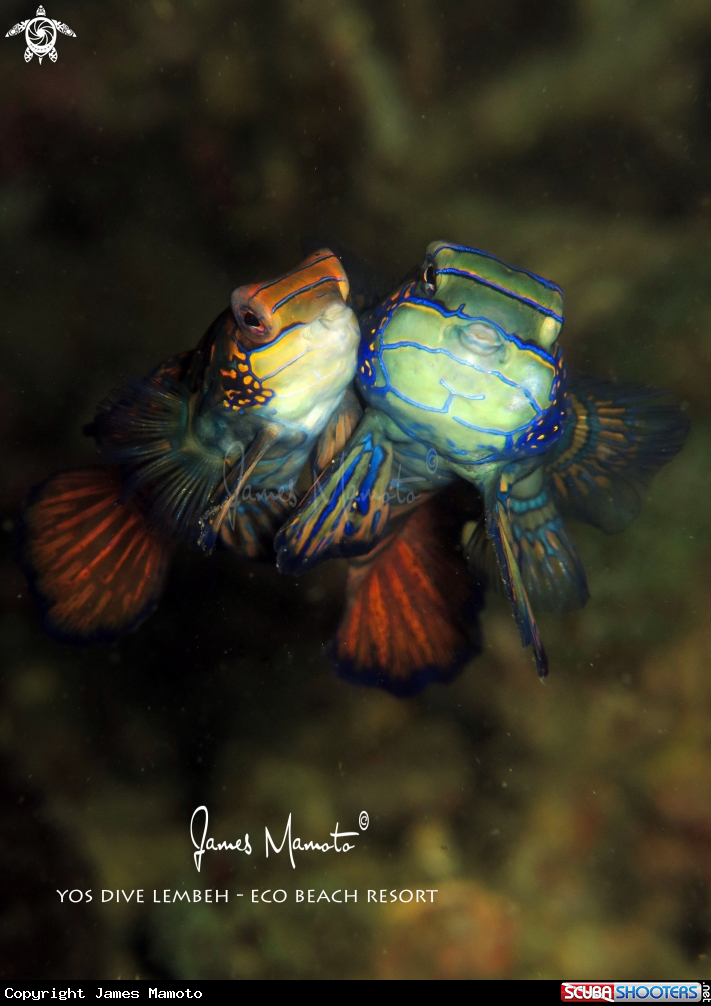 A Mandarin fish