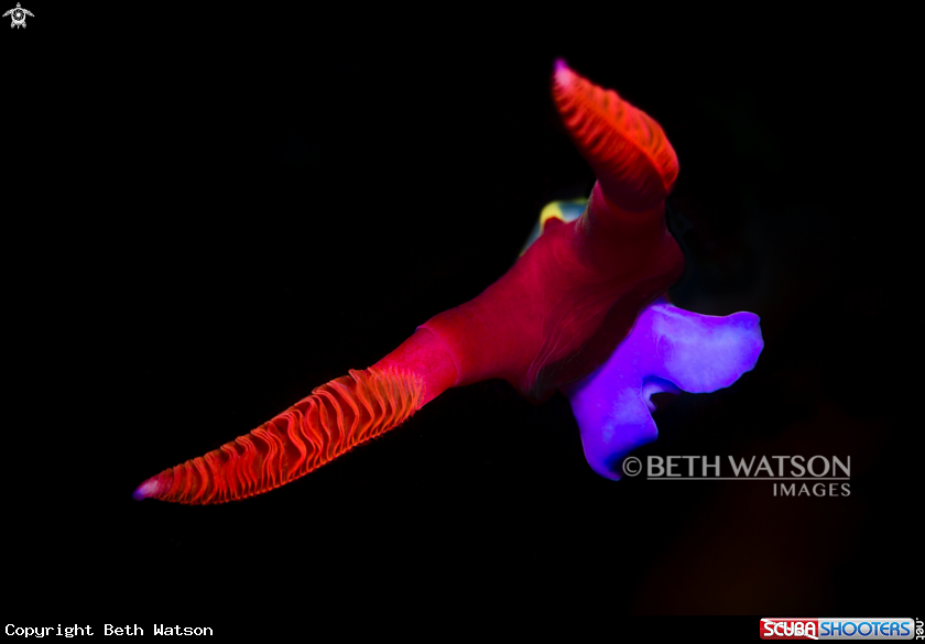 A Nudibrach