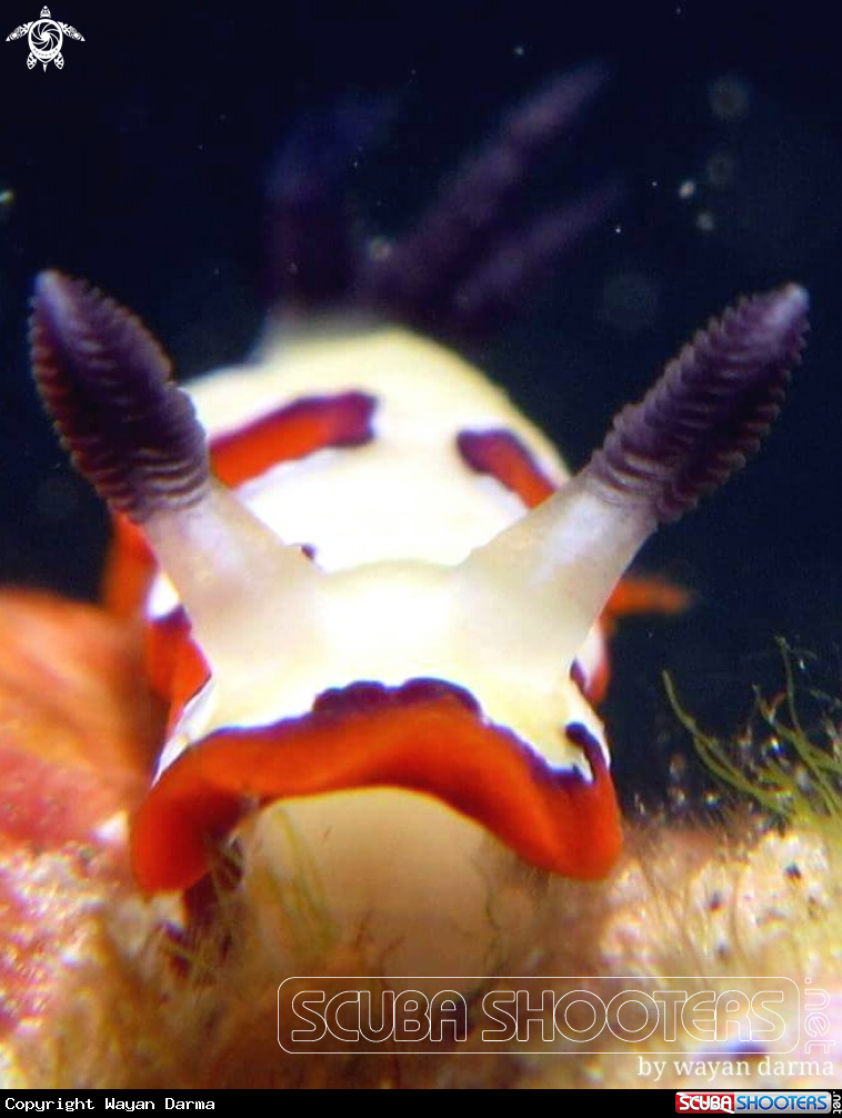 A nudibranch 