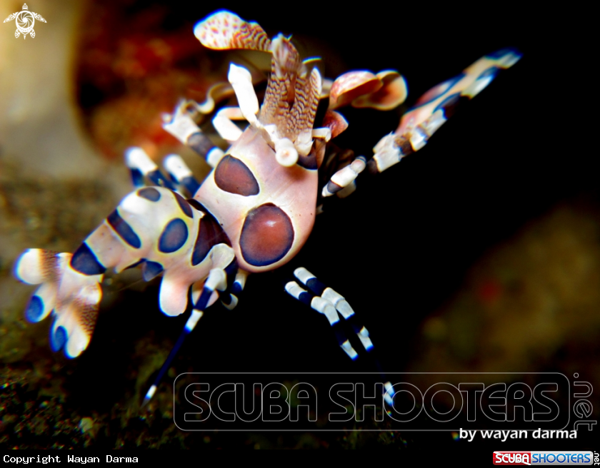 A Hymenocera picta 