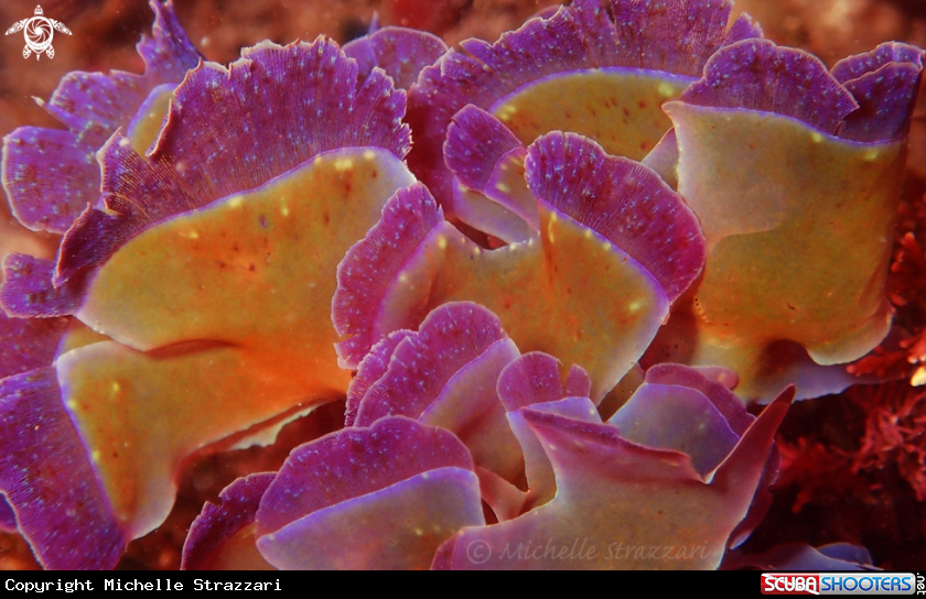 A Algae