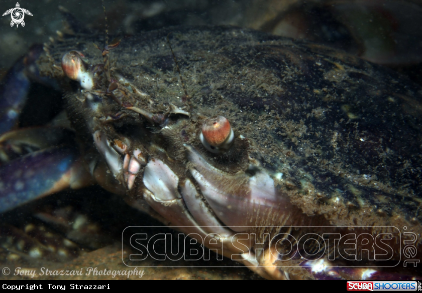 A Blue swimmer crab