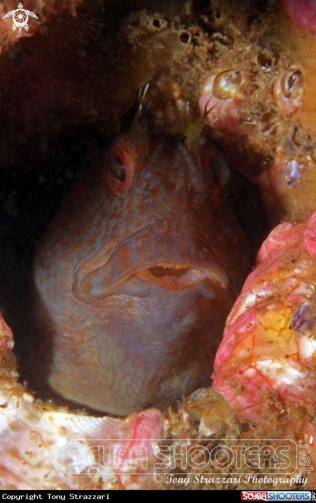A Horned blenny