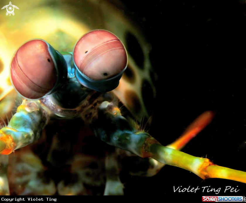 A Mantis Shrimp