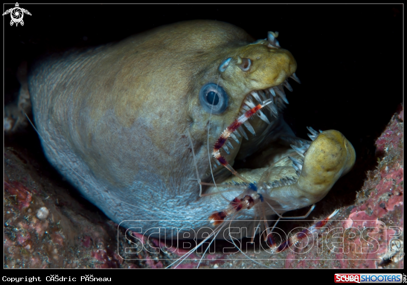 A Viper moray and boxer shrimp