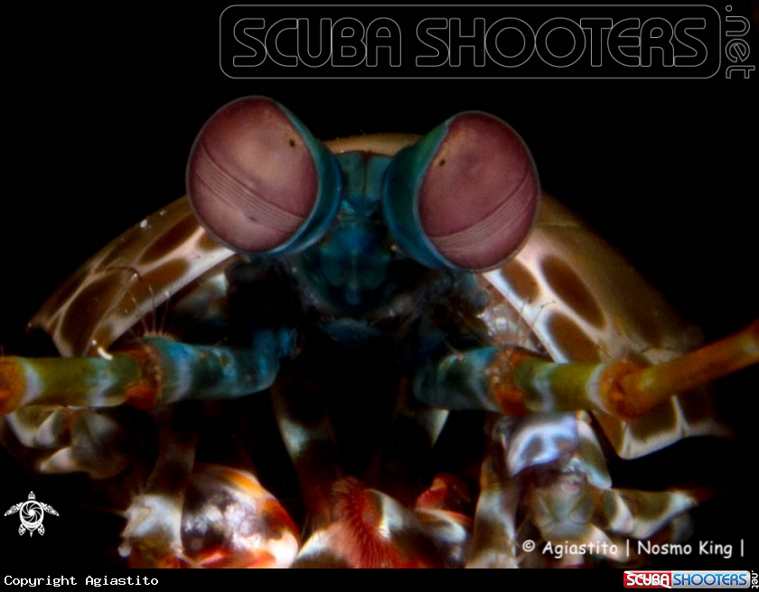 A Peacock Mantis Shrimp