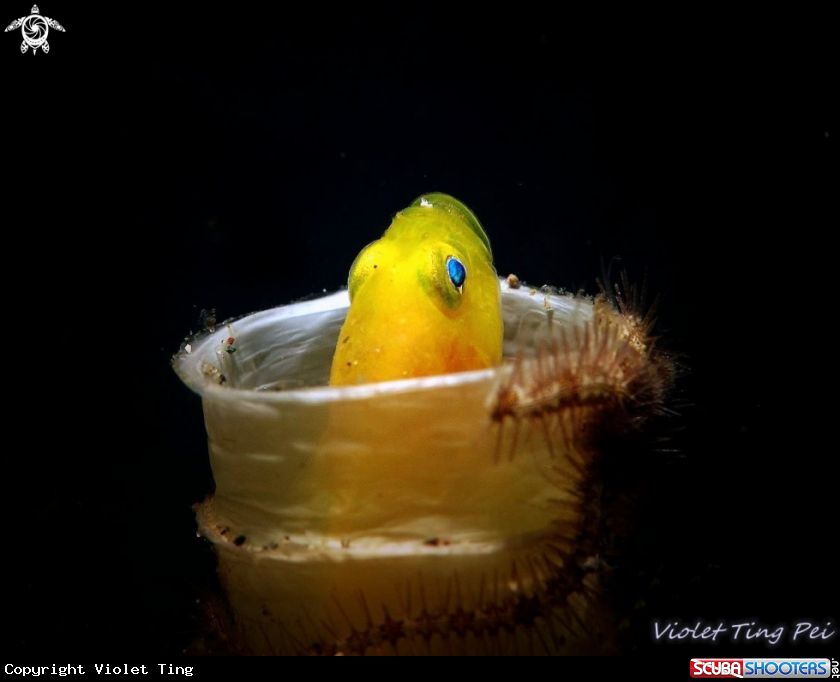 A Yellow Goby