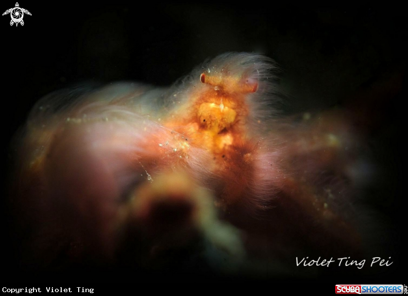A Orangutan Crab