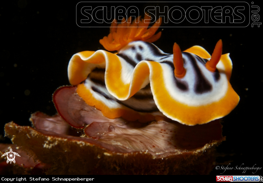 A underwater creature