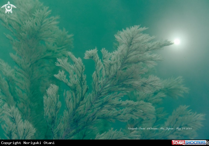 A Black coral 