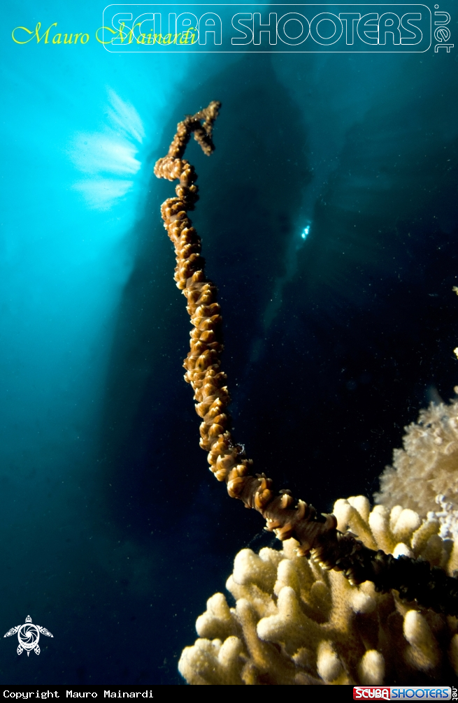 A underwater creature