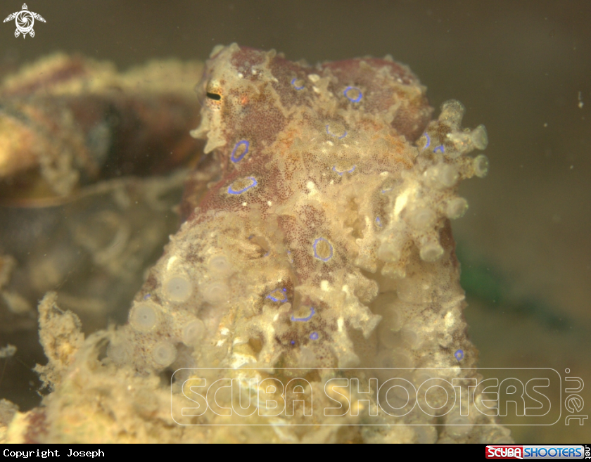 A Blue Ringed Octopus