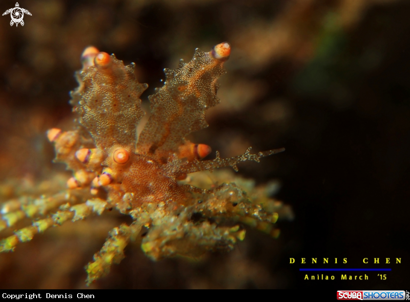 A Nudi