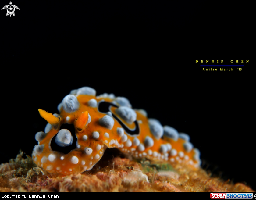 A Nudi