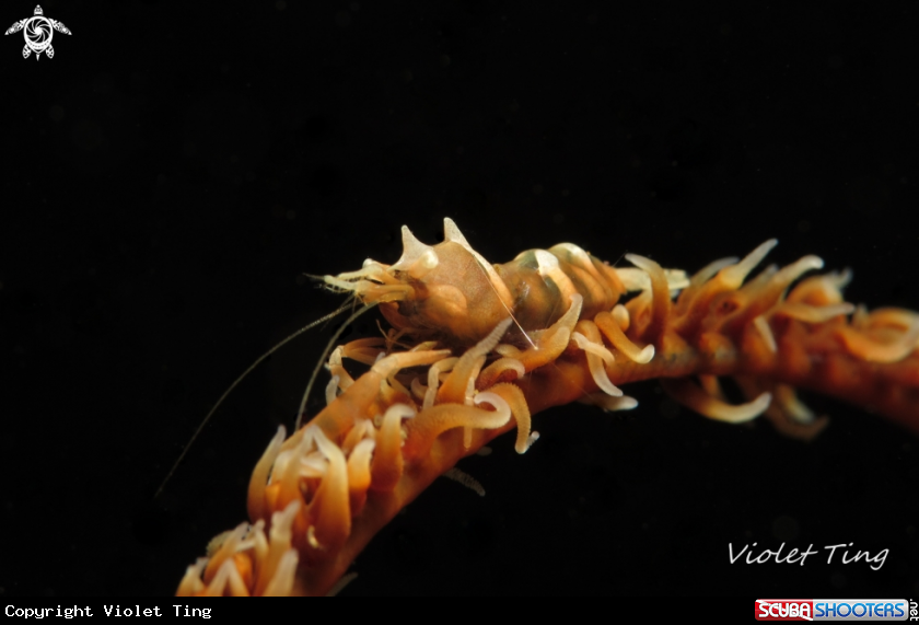 A Whip Coral Shrimp 