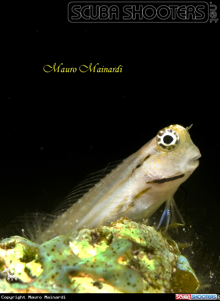 A Blennide