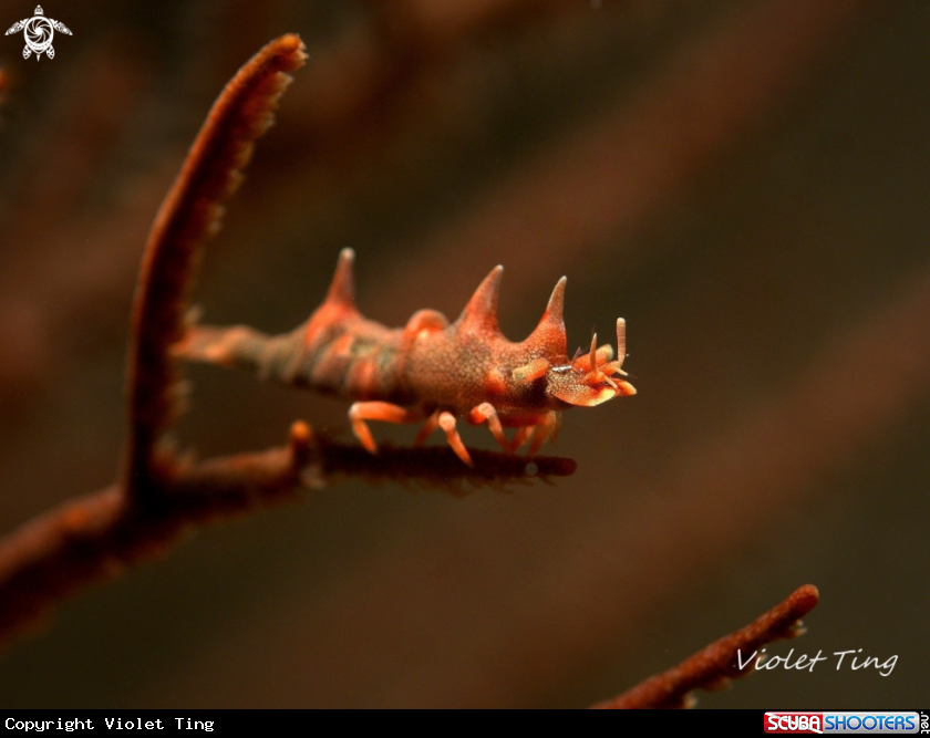 A Dragon Shrimp
