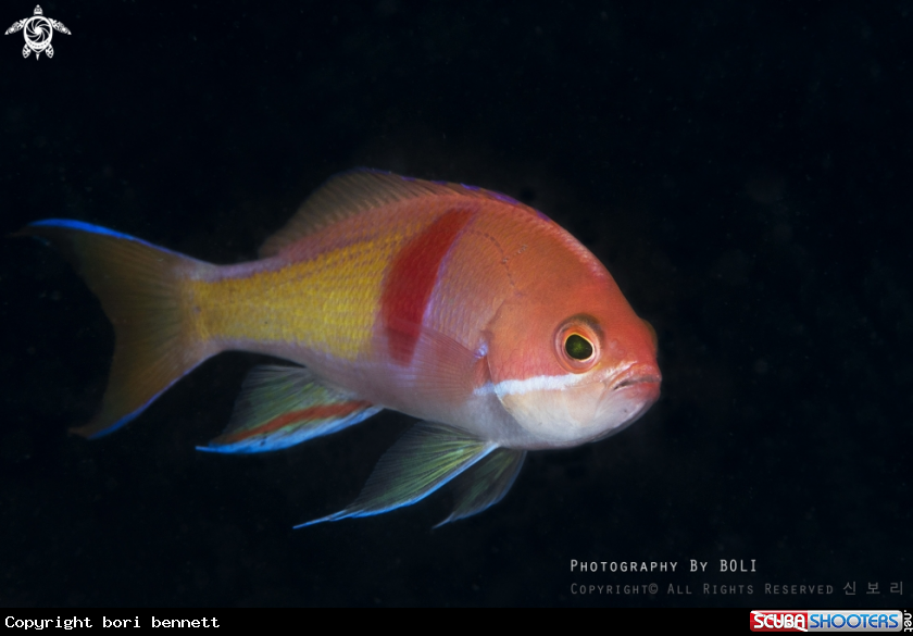 A Redbar anthias